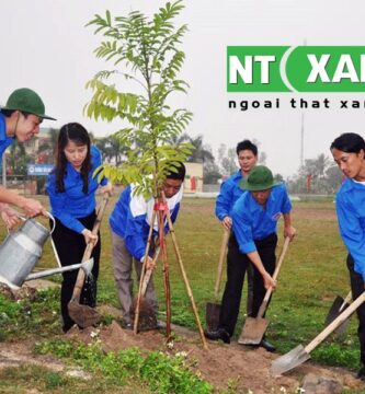 Dịch Vụ Trồng Cây Xanh Tại Dĩ An Bình Dương