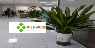 Dịch Vụ Cho thuê cây văn phòng tại Thủ Dầu Một Bình Dương