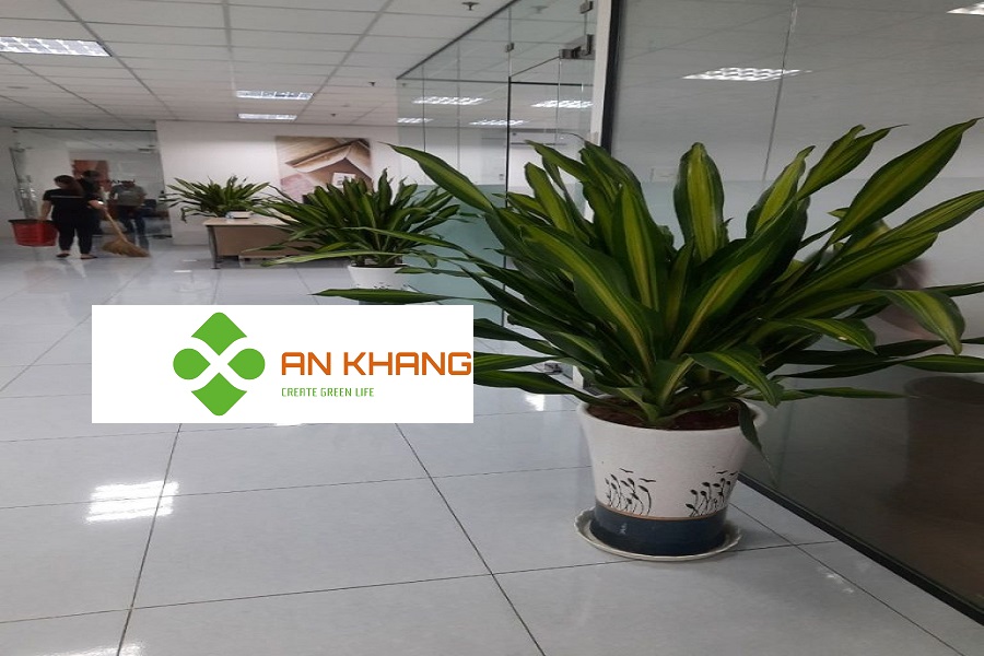 Dịch Vụ Cho thuê cây văn phòng tại Thủ Dầu Một Bình Dương