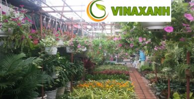 Dịch Vụ Cung Cấp Cây Xanh Tại Bình Thạnh TPHCM