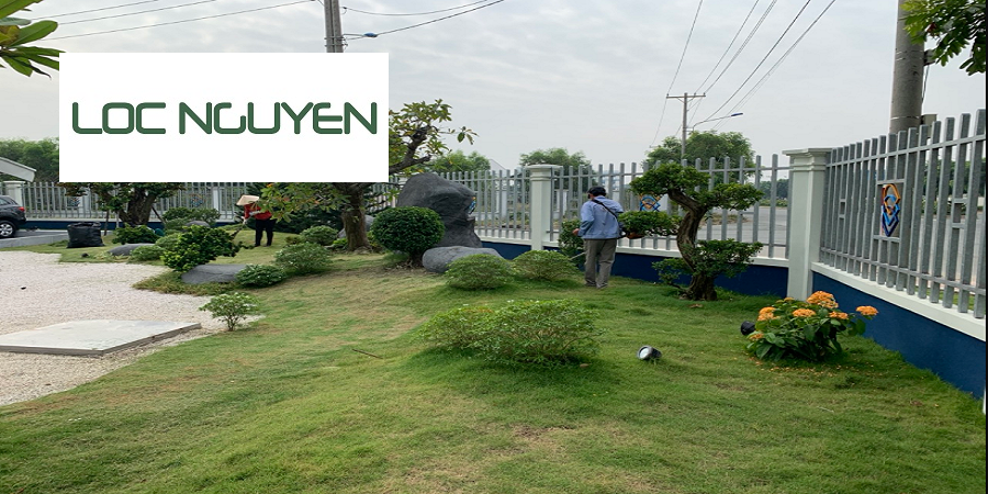 Giới Thiệu Dịch Vụ Chăm Sóc Cây Cảnh Tại Châu Thành Long An