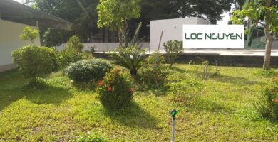 Dịch Vụ Chăm Sóc Cây Xanh Tại KCN Bến Lức Long An