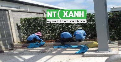 Dịch Vụ Trồng Cây Cảnh Tại Trảng Bàng Tay Ninh