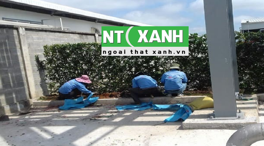 Dịch Vụ Trồng Cây Cảnh Tại Trảng Bàng Tay Ninh