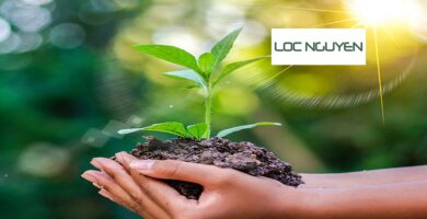 Dịch Vụ Trồng Cây Xanh Tại Bến Lức Long An