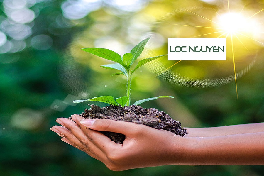 Dịch Vụ Trồng Cây Xanh Tại Bến Lức Long An