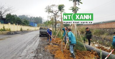 Giới Thiệu Dịch Vụ Trồng Cây Xanh Tại Thủ Dầu Một Bình Dương