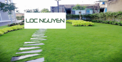 Giới Thiệu Dịch Vụ Trồng Cỏ Cho KCN Bến Lức Long An