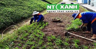 Dịch Vụ Trồng Cỏ Sân Vườn Tại Dĩ An Bình Dương