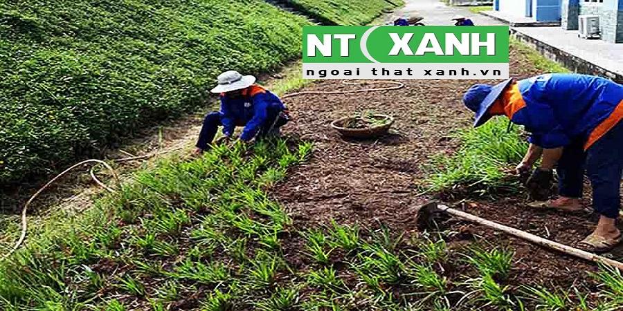 Dịch Vụ Trồng Cỏ Sân Vườn Tại Dĩ An Bình Dương