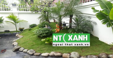 Dịch vụ trồng cây cảnh tại quận 5 TPHCM
