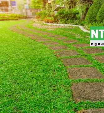 Giới Thiệu Dịch vụ trồng cỏ sân vườn ở Hóc Môn TP.HCM