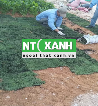 Dịch vụ trồng cỏ tại Thủ Đức TP.HCM