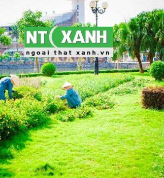 Dịch Vụ Chăm sóc cây xanh tại Lâm Hà, Lâm Đồng