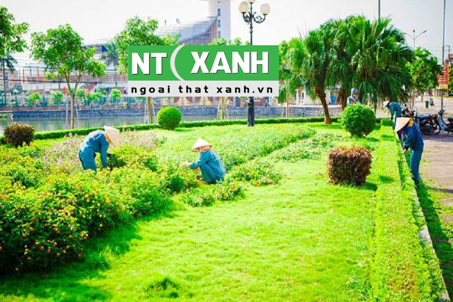 Dịch Vụ Chăm sóc cây xanh tại Lâm Hà, Lâm Đồng
