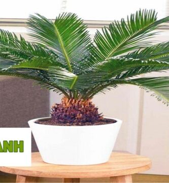 Cung Cấp Cây Xanh Tại Quận 10 TPHCM