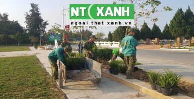 Dịch Vụ Trồng Cây Xanh Tại Long An