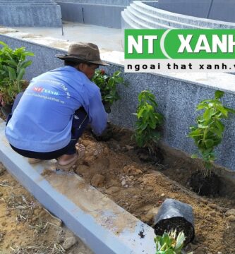 Dịch Vụ Trồng Cây Xanh Tại TP.HCM