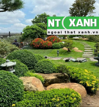 Giới Thiệu Dịch vụ trồng cây cảnh tại Thủ Dầu Một Bình Dương