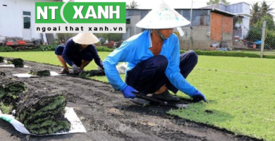 Tìm Hiểu Dịch vụ trồng cỏ tại Bến Cát Bình Dương