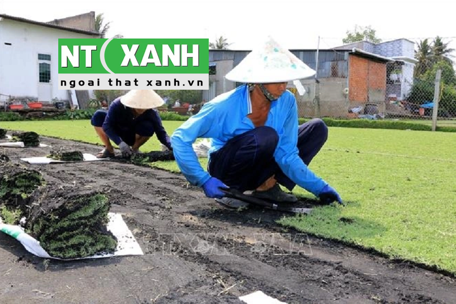 Tìm Hiểu Dịch vụ trồng cỏ tại Bến Cát Bình Dương