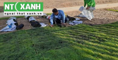 Giới Thiệu Dịch vụ trồng cỏ tại Tân An Tây Ninh