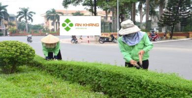 Dịch Vụ Cắt Tỉa Cây Xanh Bình Dương