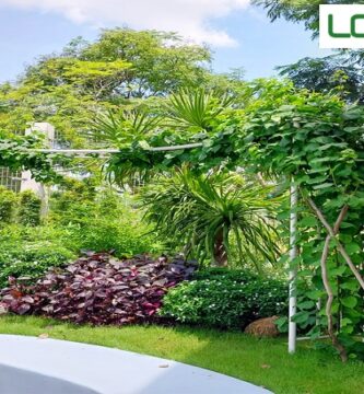 Dịch Vụ Chăm Sóc Cây Cảnh Long An