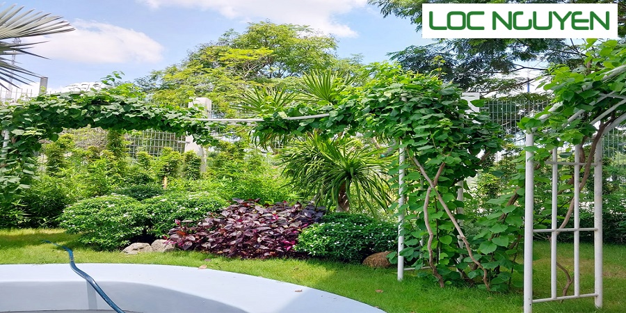 Dịch Vụ Chăm Sóc Cây Cảnh Long An