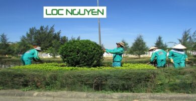 Dịch Vụ Chăm Sóc Cây Xanh KCN Long An