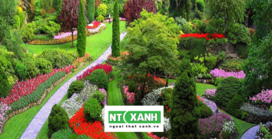 Dịch Vụ Trồng Cây Cảnh Tại Long An
