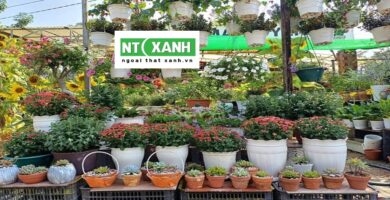 Dịch Vụ Trồng Cây Cảnh Tại Tây Ninh