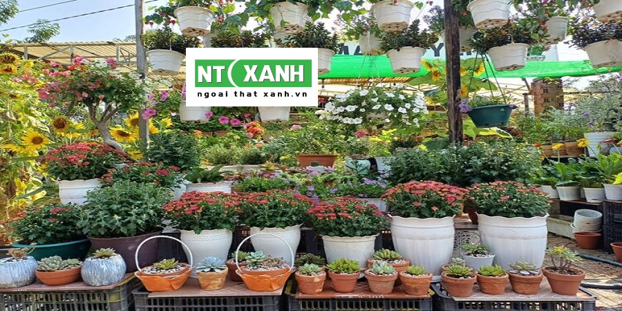 Dịch Vụ Trồng Cây Cảnh Tại Tây Ninh
