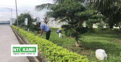 Dịch Vụ Trồng Cây Xanh TP.HCM