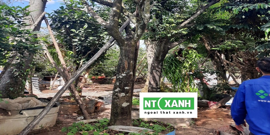 Dịch Vụ Trồng Cây Xanh Tại Bình Dương