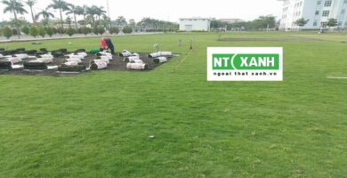 Dịch Vụ Trồng Cỏ Tại Trảng Bàng Tây Ninh