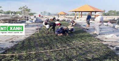 Dịch vụ trồng cỏ tại TP.HCM '
