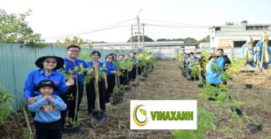 Trồng Cây Xanh Tại TP.HCM