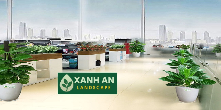 Cho Thuê Cây Cảnh Văn Phòng Tân Uyên