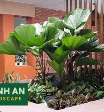 Cho thuê cây cảnh văn phòng Bến Cát
