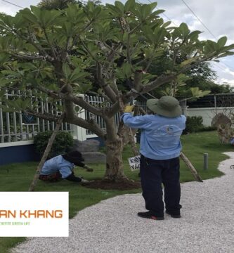 Dịch Vụ Cắt Tỉa Cây Xanh Tại Bình Dương