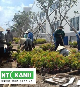 Dịch Vụ Trồng Cây Xanh Bình Dương