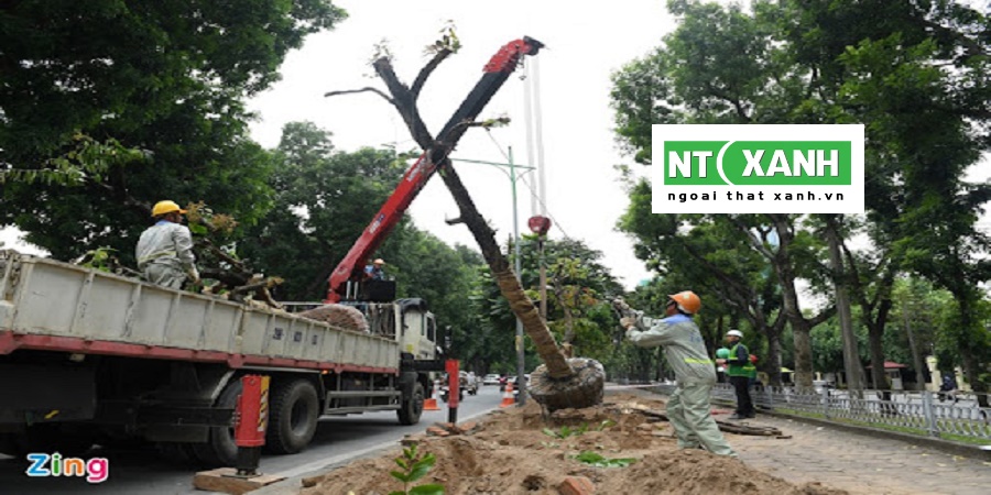 Dịch Vụ Trồng Cây Xanh Tại Tây Ninh