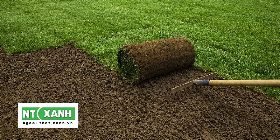 Dịch Vụ Trồng Cây Xanh Bình Dương