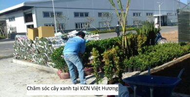 Chăm sóc cây xanh tại KCN Việt Hương