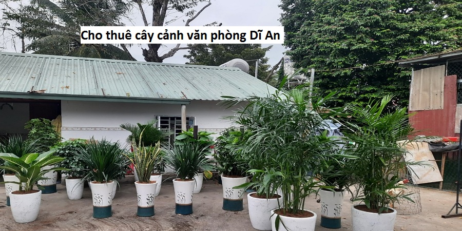 Cho thuê cây cảnh văn phòng Dĩ An