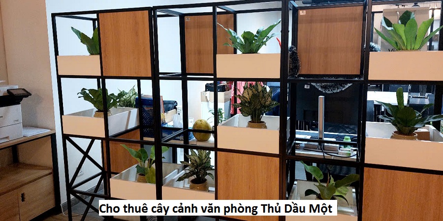 Cho thuê cây cảnh văn phòng Thủ Dầu Một