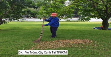 Dịch Vụ Trồng Cây Xanh Tại TPHCM