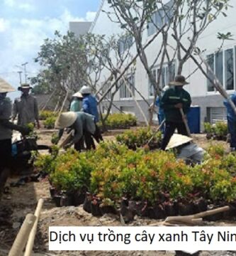 Dịch vụ trồng cây xanh Tây Ninh