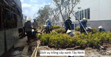 Dịch vụ trồng cây xanh Tây Ninh
